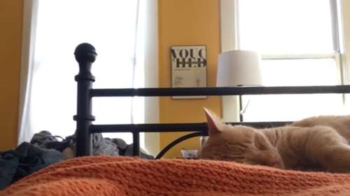 Ο απίστευτος τρόπος που ένας άνδρας εκδικήθηκε τη γάτα του