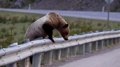 Δύο νεαρές αρκούδες κόβουν ...βόλτες στην Καστοριά