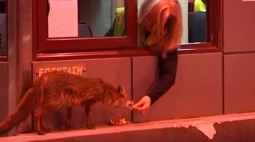 Απίστευτο και όμως αληθινό: Ταΐζουν αλεπού στα διόδια Ακτίου