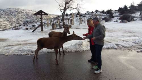 Tα ελάφια της Πάρνηθας κατέβηκαν για τροφή λόγω της χιονόπτωσης [Εικόνες]