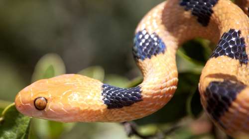 Φίδι - τίγρης μεταμφιέστηκε σε γιρλάντα χριστουγεννιάτικου δέντρου!