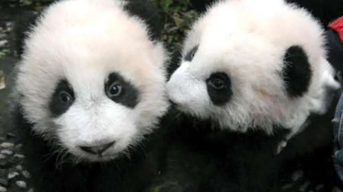 Οι 100 πρώτες μέρες της ζωής δύο αξιολάτρευτων panda σε ένα βίντεο 2 λεπτών