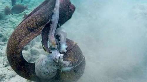 Σμέρνα εναντίον χταποδιού: Μια μάχη με απροσδόκητη κατάληξη [βίντεο]