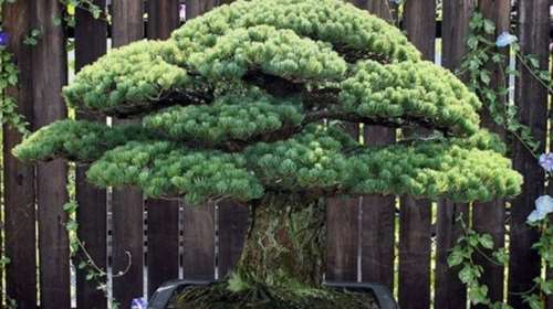 Μπονσάι 391 ετών που επιβίωσε από τη Χιροσίμα προκαλεί θαυμασμό