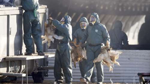 Γαλλία: Χιλιάδες πάπιες θανατώθηκαν σε πτηνοτροφεία στα νοτιοδυτικά