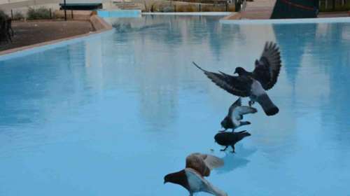 Τα περιστέρια κάνουν ...πατινάζ στη λιμνούλα του Άργους [Βίντεο]