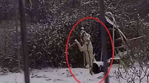 Ιδιοκτήτης-κτήνος έδεσε το σκύλο του και τον άφησε να κοκαλώσει!