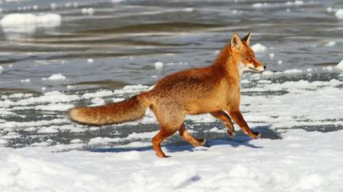 Αλεπού έπεσε σε ποτάμι και βγήκε κατεψυγμένη: Η φωτό που έσπασε το ίντερνετ
