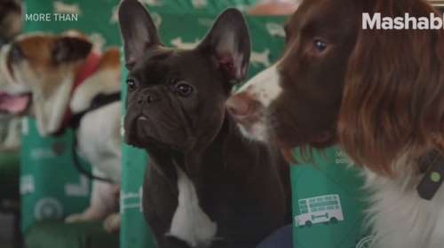 Το πρώτο τουριστικό λεωφορείο που επιβιβάζει μόνο... σκυλάκια [Βίντεο]