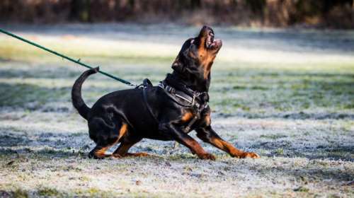 Γαλλία: Κοριτσάκι 14 μηνών κατασπαράχθηκε τα σκυλιά της οικογένειας του