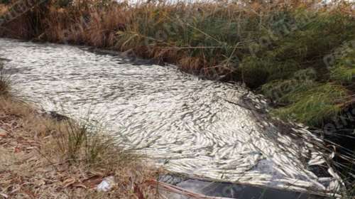 Δεκάδες νεκρά ψάρια στα Ιαματικά Λουτρά του Καϊάφα