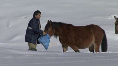 Η συγκλονιστική διάσωση 20 αλόγων στην ορεινή Ηπειρο