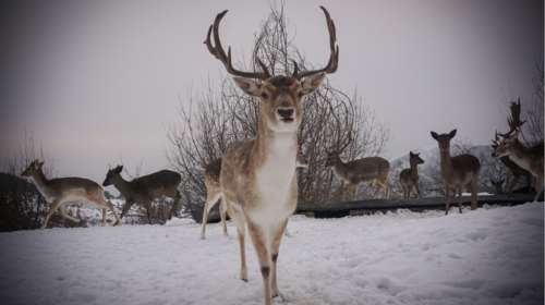 Κοζάνη: Πανέμορφα ζαρκάδια κάνουν τη βόλτα τους στο χιόνι