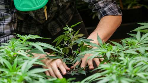 Ένας 54χρονος στη βόρεια Κέρκυρα καλλιεργούσε κάνναβη