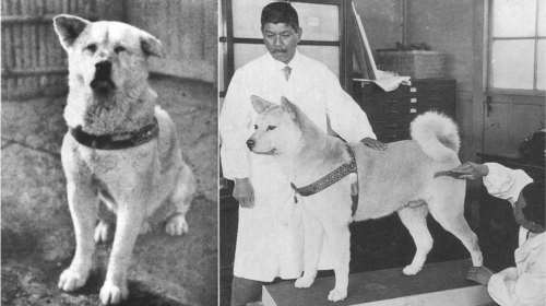 Ο σκύλος που έμεινε πιστός και περίμενε μια ζωή το αφεντικό του