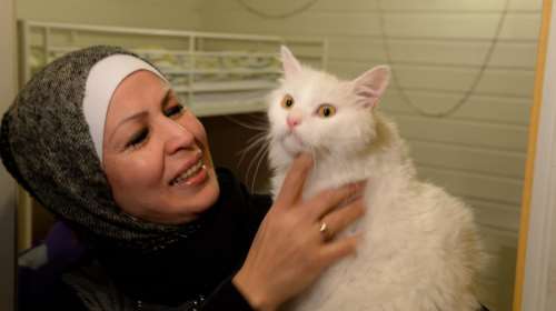 Η «Οδύσσεια» του γάτου-πρόσφυγα της Λέσβου έγινε παιδικό παραμύθι