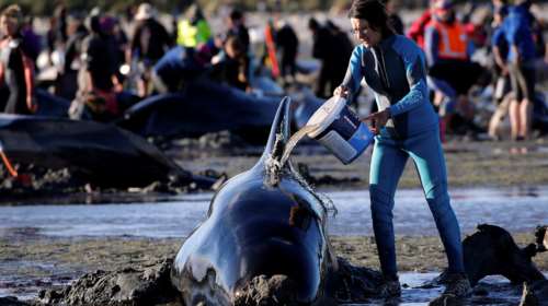 Νέα Ζηλανδία: Δεκάδες φαίλαινες ξεβράστηκαν νεκρές στην ακτή - [Εικόνες]