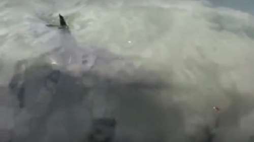 Ένας μεγάλος καρχαρίας βολτάριζε σε κανάλι στο Σίδνει