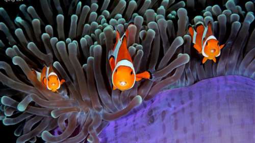 Ο θαυμαστός υποβρύχιος κόσμος μας σε 17 εξωπραγματικές εικόνες