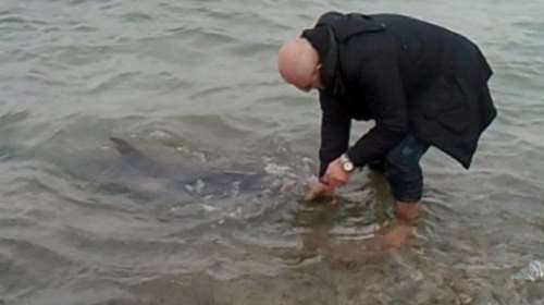 Πολίτες στη Χίο βούτηξαν στη θάλασσα και έσωσαν δελφίνι (ΒΙΝΤΕΟ)
