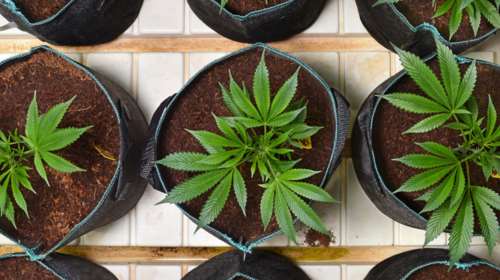 Το κοινοβούλιο νομιμοποίησε την καλλιέργεια μαριχουάνας