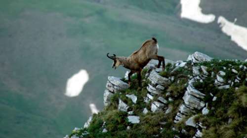 &quot;Κυνηγοί&quot; εξολόθρευσαν ελληνικές αντιλόπες σε κυοφορία