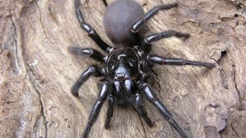 Αυστραλία: Ποσότητα-ρεκόρ φαρμάκου μετά το δάγκωμα αράχνης