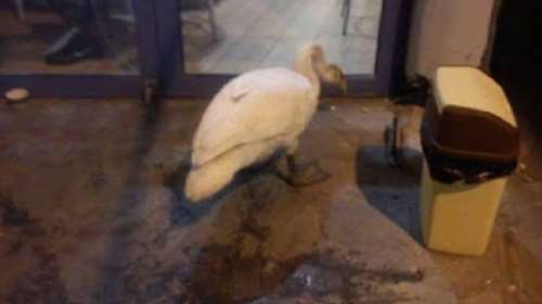 Κύκνος όρμησε στα αποφάγια σουβλατζίδικου στην Καστοριά (ΦΩΤΟ)