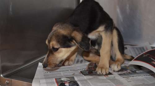 «Υπάνθρωπος» πυροβόλησε με 9αρια σκάγια το κουταβάκι - φωτό -