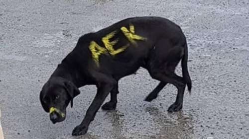 Οπαδός «ντροπή» της ΑΕΚ έγραψε με μπογιά στο σώμα σκύλου
