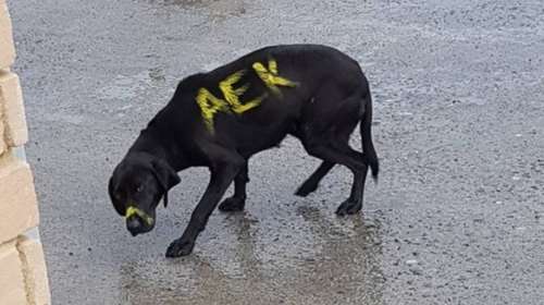 Η ΑΕΚ πρότεινε να υιοθετήσει τον σκυλάκο που έβαψαν κίτρινο