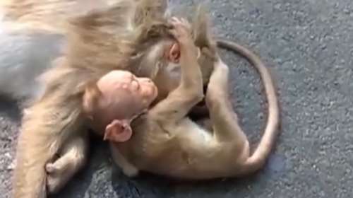 Πιθηκάκι στην Ινδία θρηνεί τον χαμό της μητέρας του