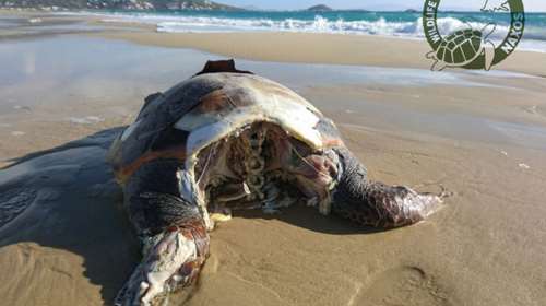 Θηριωδία στη Νάξο: Αποκεφάλισαν 10 θαλάσσιες χελώνες