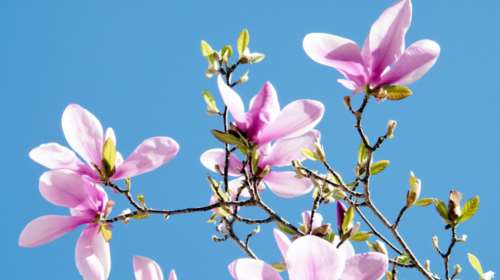 Καλός καιρός με άνοδο θερμοκρασίας