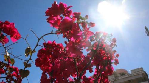 Ήρθε η άνοιξη στους 21 βαθμούς σήμερα η θερμοκρασία