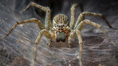 Ισχυρό δηλητήριο αράχνης βοηθά και ώρες μετά το εγκεφαλικό