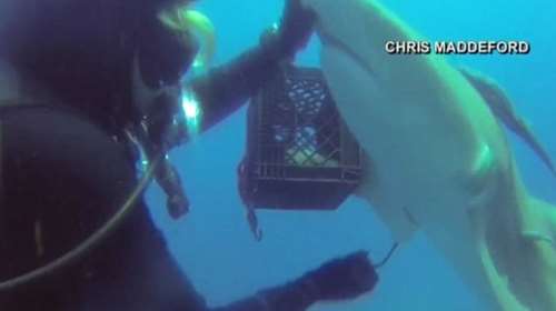 Ποιος φοβάται ποιον: Καρχαρίας «ζητά» από δύτη να τον σώσει!