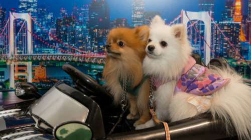 Σκυλίσια ζωή: Οταν οι τετράποδοι φίλοι μας... το ρίχνουν έξω