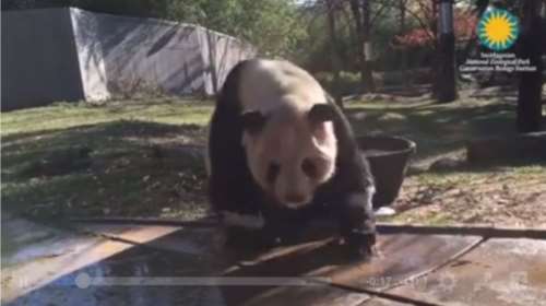Ενα αξιολάτρευτο panda κάνει το πρωινό του μπάνιο, ακριβώς όπως κι εσείς