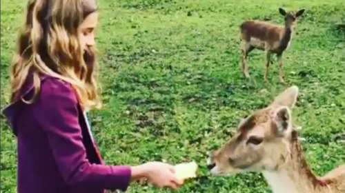 Σάκης Ρουβάς: Δείτε την κόρη του να ταΐζει ελαφάκια [Βίντεο]