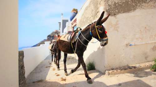 Mε... αριθμό κυκλοφορίας πλέον τα γαϊδουράκια της Κρήτης