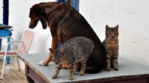 Επιτέλους! Δίκες-εξπρές για τους βασανιστές ζώων