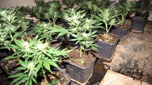 Πως ξήλωσαν τη σπείρα του χασίς, ηχηρά ονόματα και ελλήνων