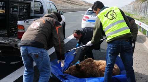Νέο δυστύχημα με νεκρή αρκούδα στην Καστοριά