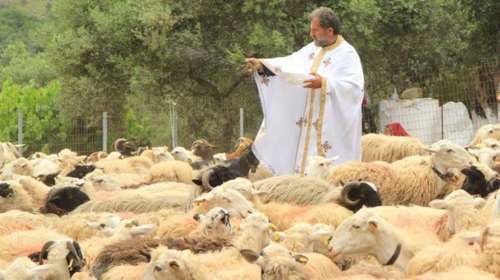 Ευλόγησαν και φέτος τα πρόβατα στην Ασή Γωνιά της Κρήτης
