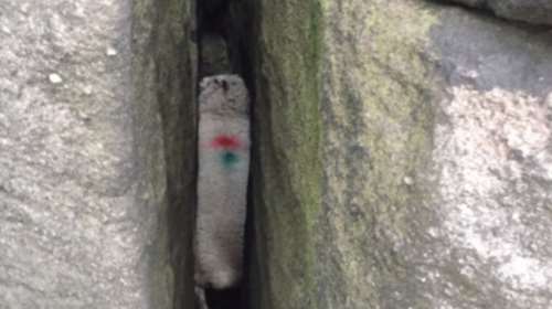 Η επιχείρηση διάσωσης ενός προβάτου που σφήνωσε σε βράχια -βίντεο