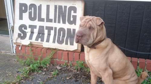 Ο σκύλος δεν ξεχνά τις εκλογές τις... τιμά! Κάλπη με 4ποδα