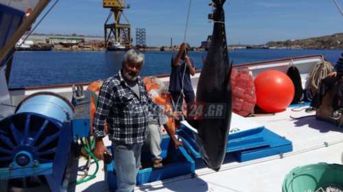 Ψαριά 470 κιλών στη Σέριφο με δύο τεράστιους τόνους