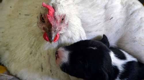 Κότα «υιοθέτησε» νεογέννητο κουταβάκι στο Ναύπλιο