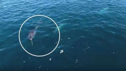 Φάλαινα μονόκερος καταγράφεται πρώτη φορά σε βίντεο - η σπουδαία αποκάλυψη